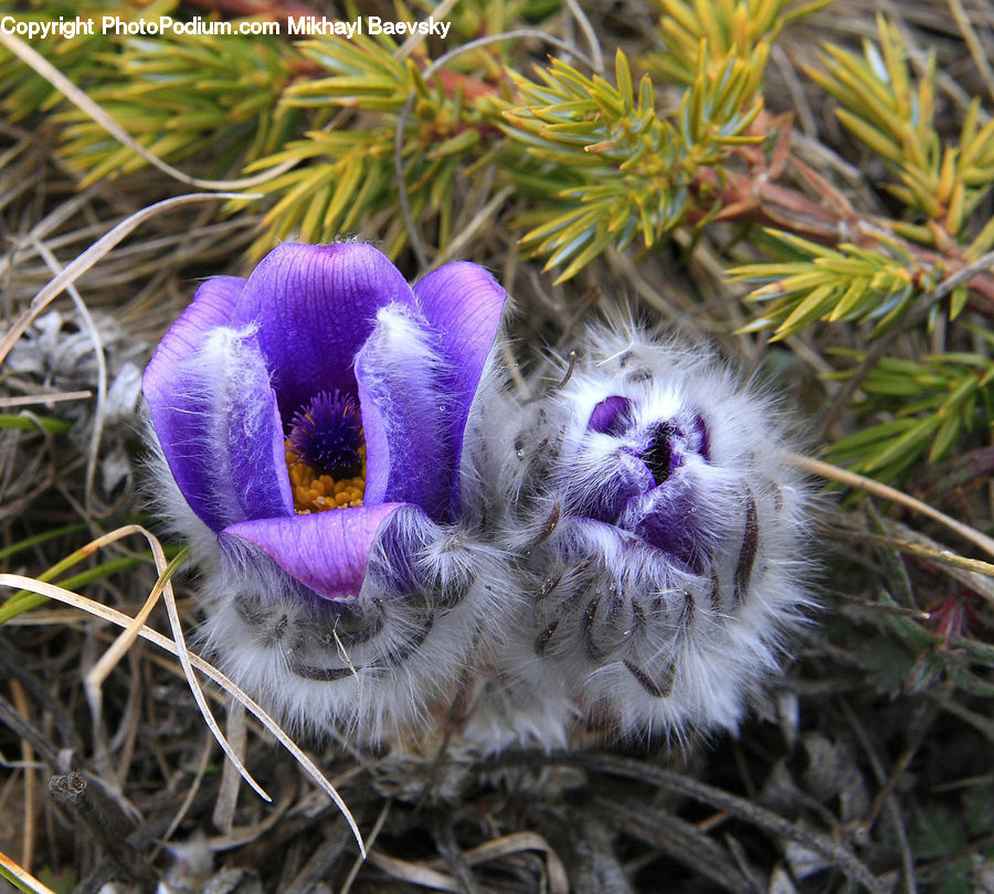 Blossom, Crocus, Flora, Flower, Plant, Conifer, Fir