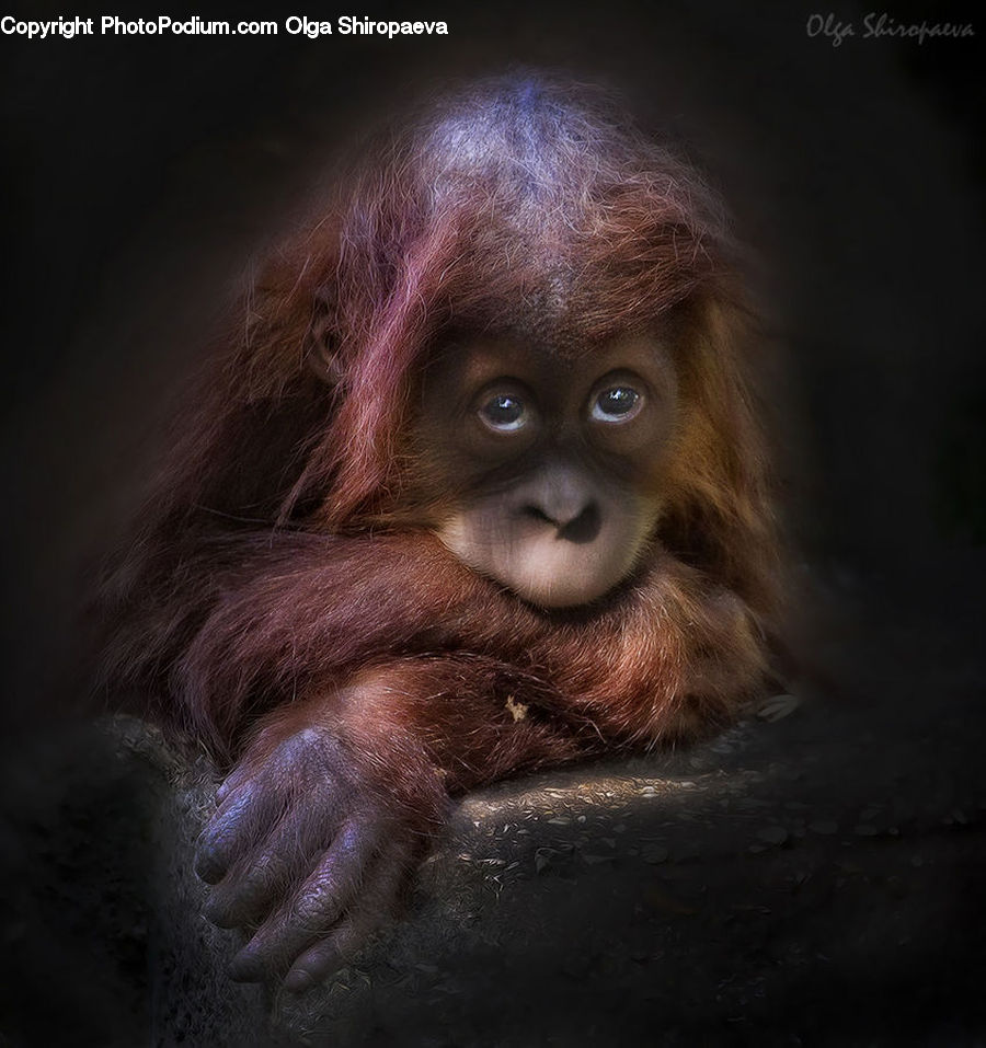 Animal, Mammal, Monkey, Orangutan