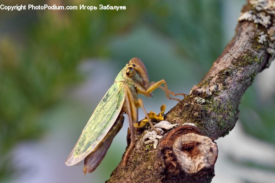 Cricket Insect, Grasshopper, Insect, Invertebrate, Mantis, Asilidae, Soil