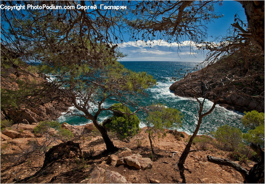 Plant, Tree, Coast, Cove, Outdoors, Sea, Water
