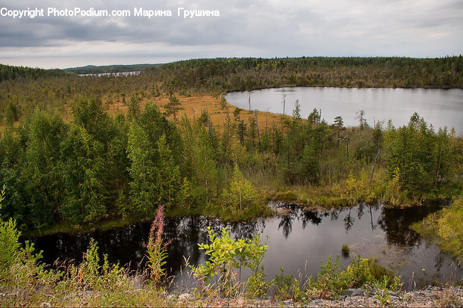 Forest, Grove, Land, Field, Grass, Grassland, Plant