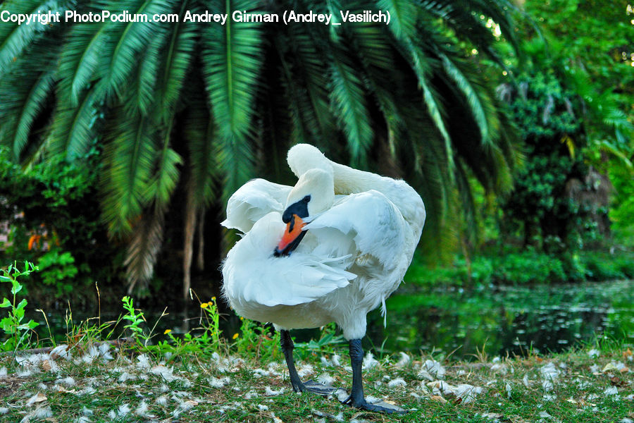 Bird, Crane Bird, Heron, Swan, Waterfowl, Flamingo, Flock