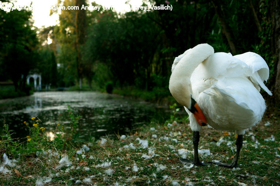 Beak, Bird, Flamingo, Flock, Goose, Waterfowl, Flare