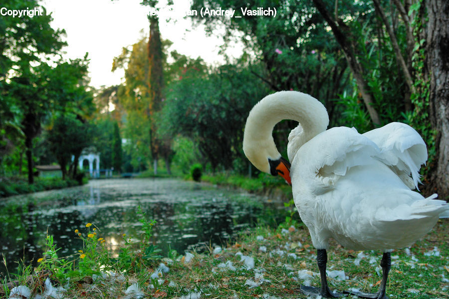Bird, Swan, Waterfowl, Flamingo, Flock, Crane Bird, Heron