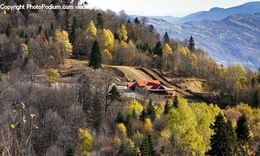 Conifer, Larch, Tree, Wood, Fir, Plant, Forest