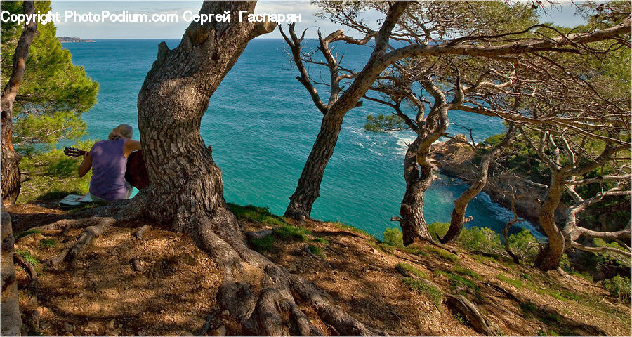 Plant, Tree, Oak, Wood, Beach, Coast, Outdoors