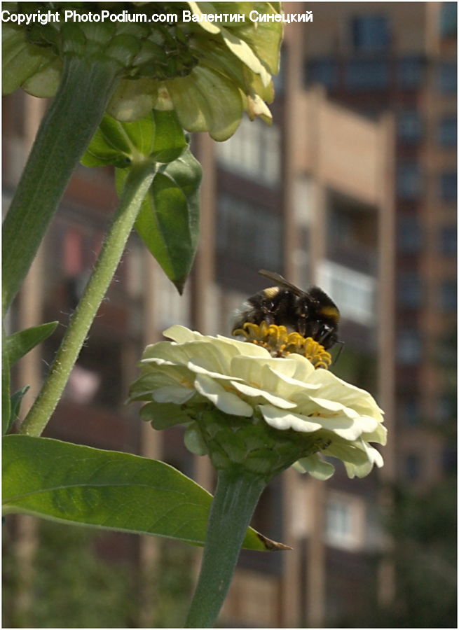 Andrena, Apidae, Bee, Bumblebee, Honey Bee, Insect, Invertebrate