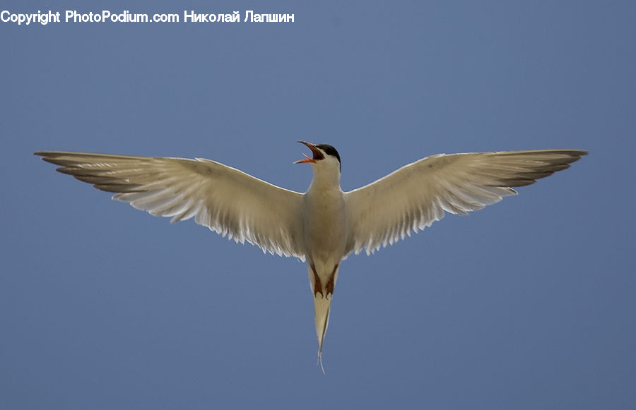 Bird, Crane Bird, Heron, Head, Portrait