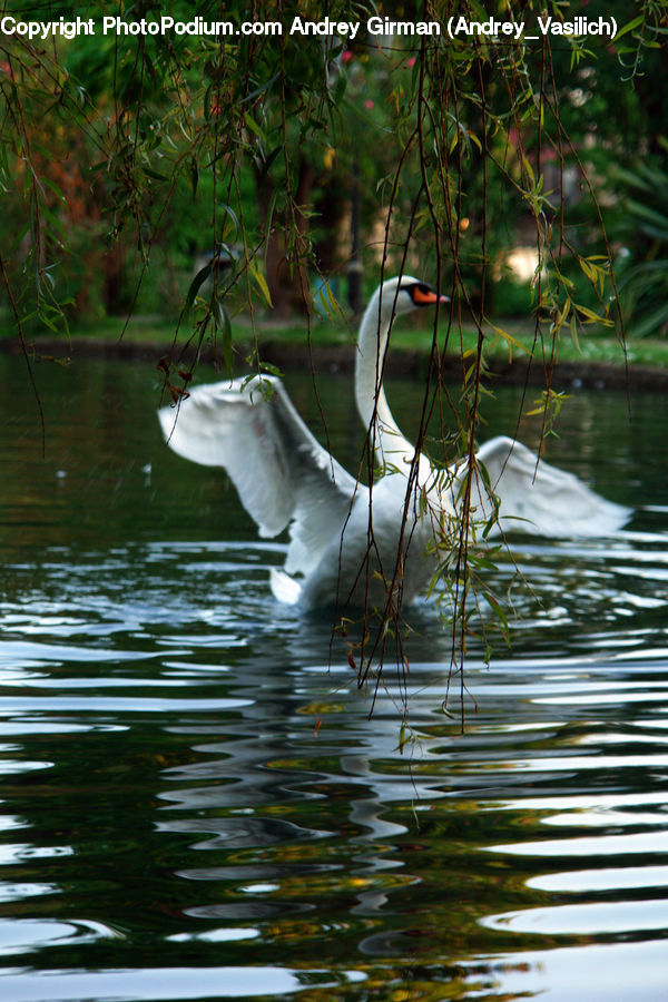 Bird, Swan, Waterfowl, Crane Bird, Heron, Bee Eater, Bishop