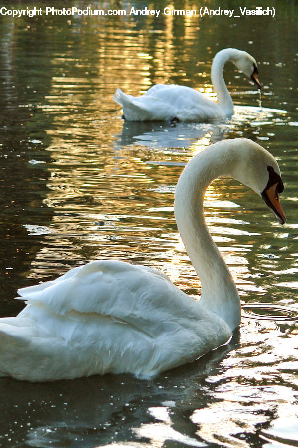 Bird, Swan, Waterfowl, Goose, Crane Bird, Heron, Animal