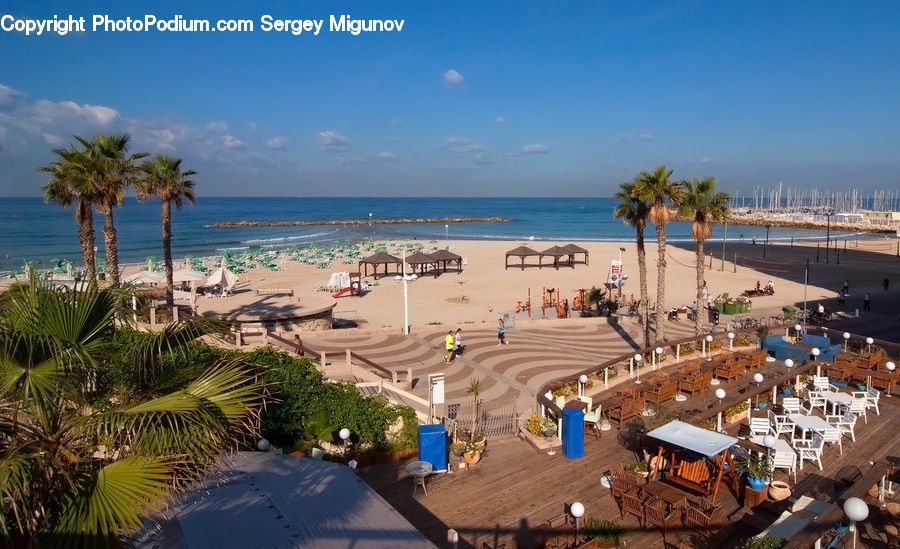 Palm Tree, Plant, Tree, Umbrella, Potted Plant, Beach, Coast