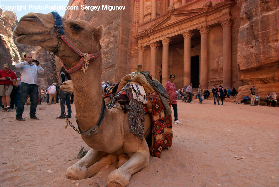 Animal, Camel, Mammal, People, Person, Human, Hiking