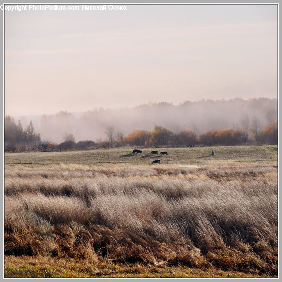 Field, Grass, Grassland, Land, Outdoors, Plant, Landscape