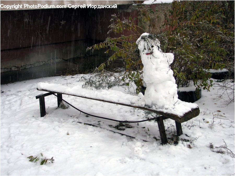 Ice, Snow, Snowman, Winter, Plant, Potted Plant, Conifer