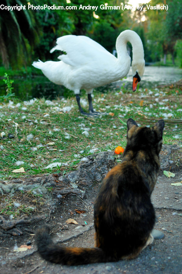 Bird, Swan, Waterfowl, Beak, Crane Bird, Heron, Goose