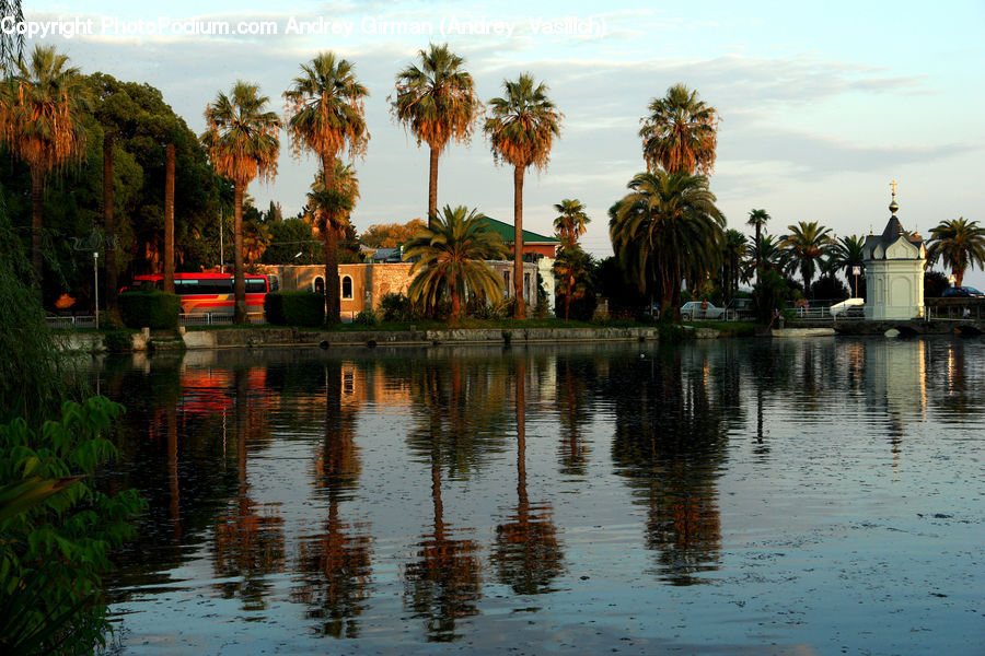 Palm Tree, Plant, Tree, Bus, Vehicle, Outdoors, Pond