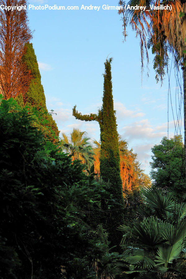 Plant, Potted Plant, Conifer, Fir, Tree, Spruce, Wood