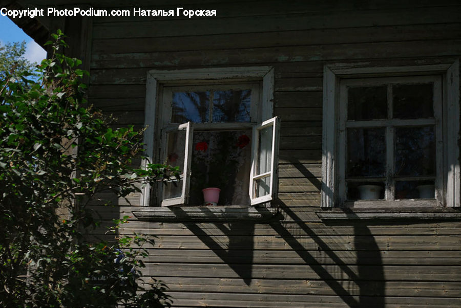Plant, Potted Plant, Ivy, Vine, Deck, Housing, Porch