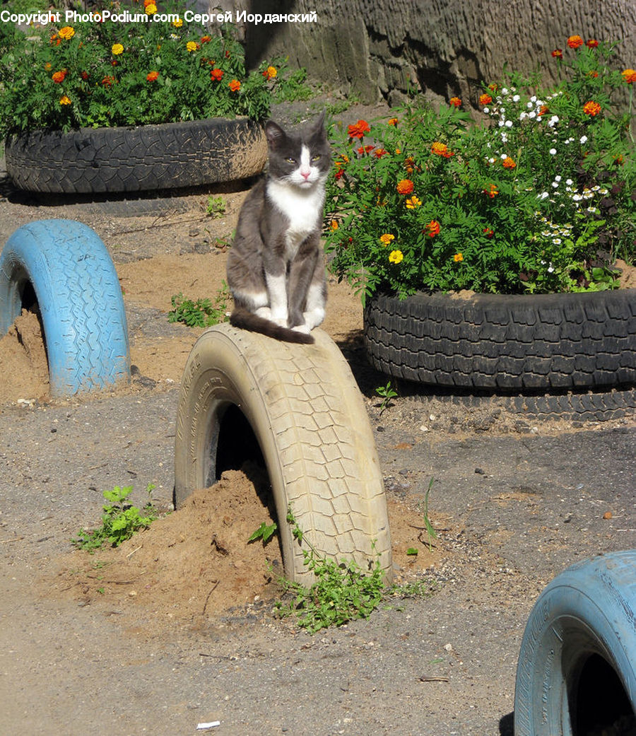 Tire, Animal, Cat, Mammal, Pet, Blossom, Flora