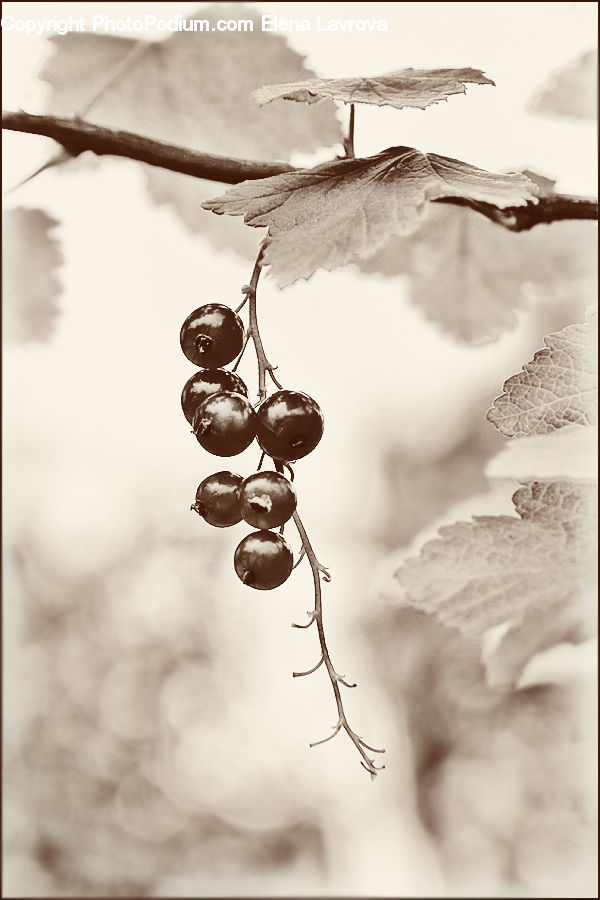 Plant, Vine, Frost, Ice, Outdoors, Snow, Blossom