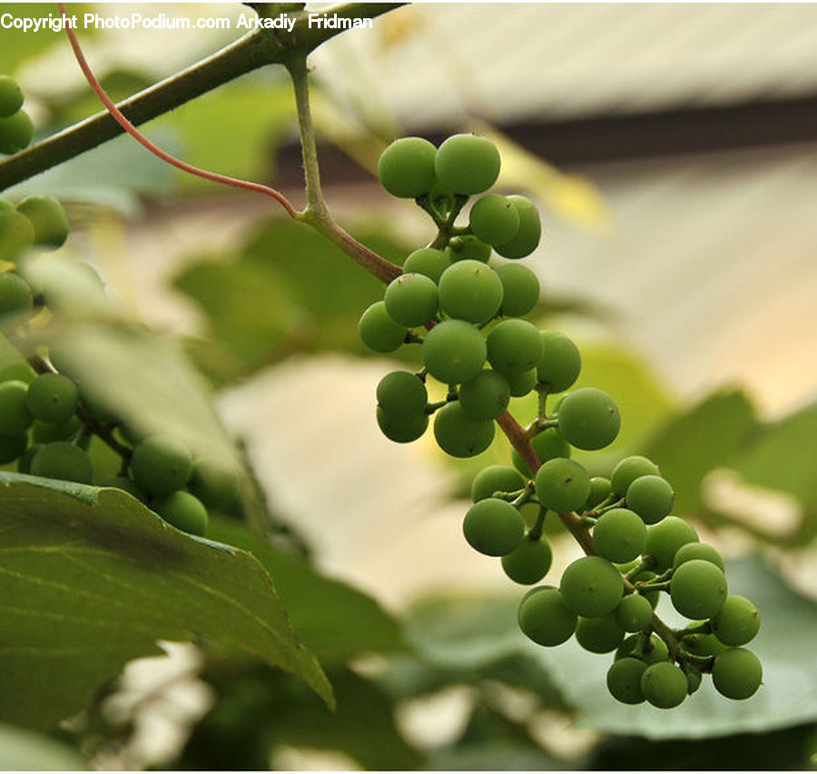 Fruit, Grapes, Plant, Vine