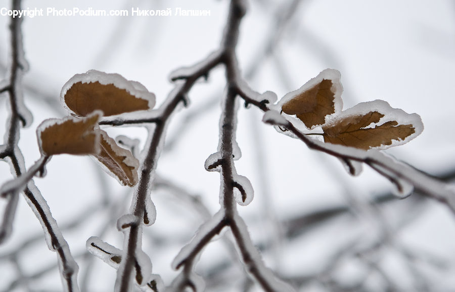 Ice, Outdoors, Snow, Cookie, Food, Gingerbread