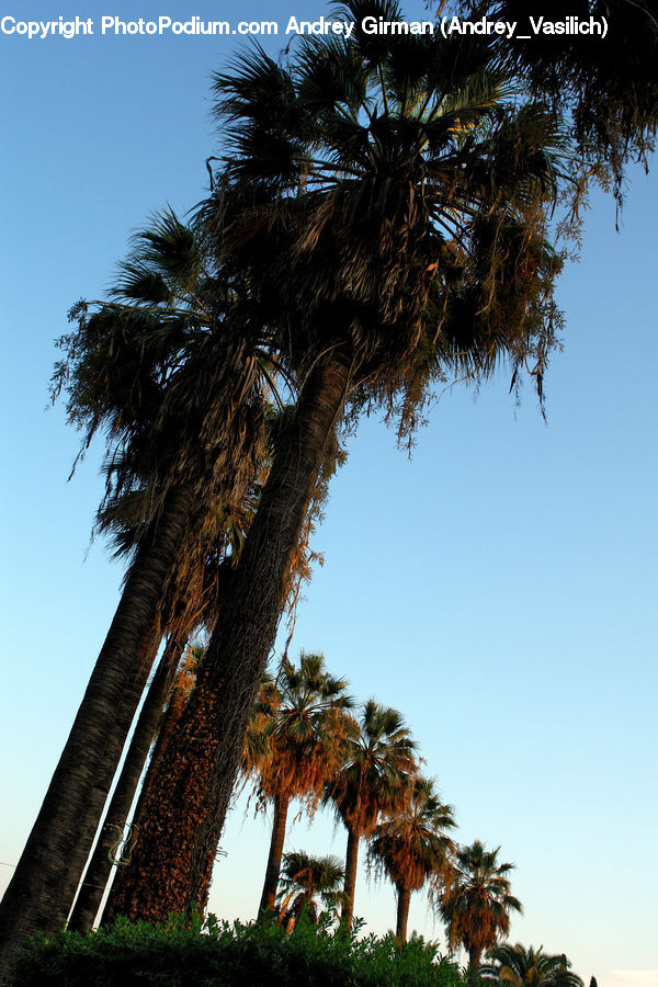 Palm Tree, Plant, Tree, Conifer, Fir, Summer, Tropical
