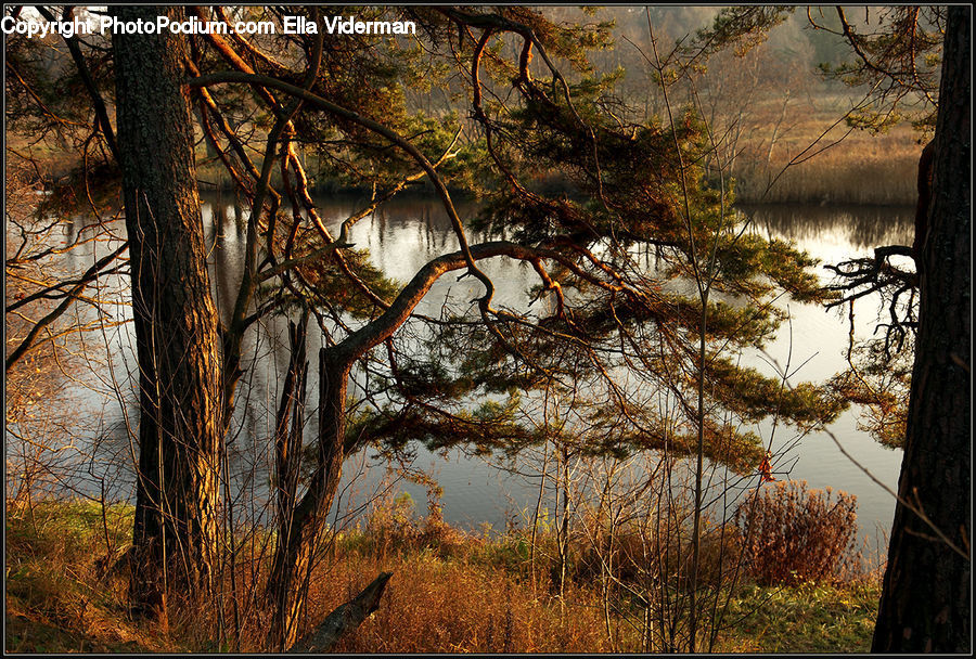 Plant, Tree, Conifer, Fir, Oak, Wood, Moss