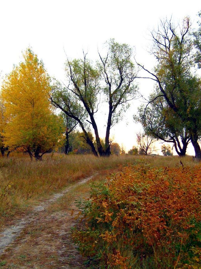 Dirt Road, Gravel, Road, Forest, Grove, Land, Plant