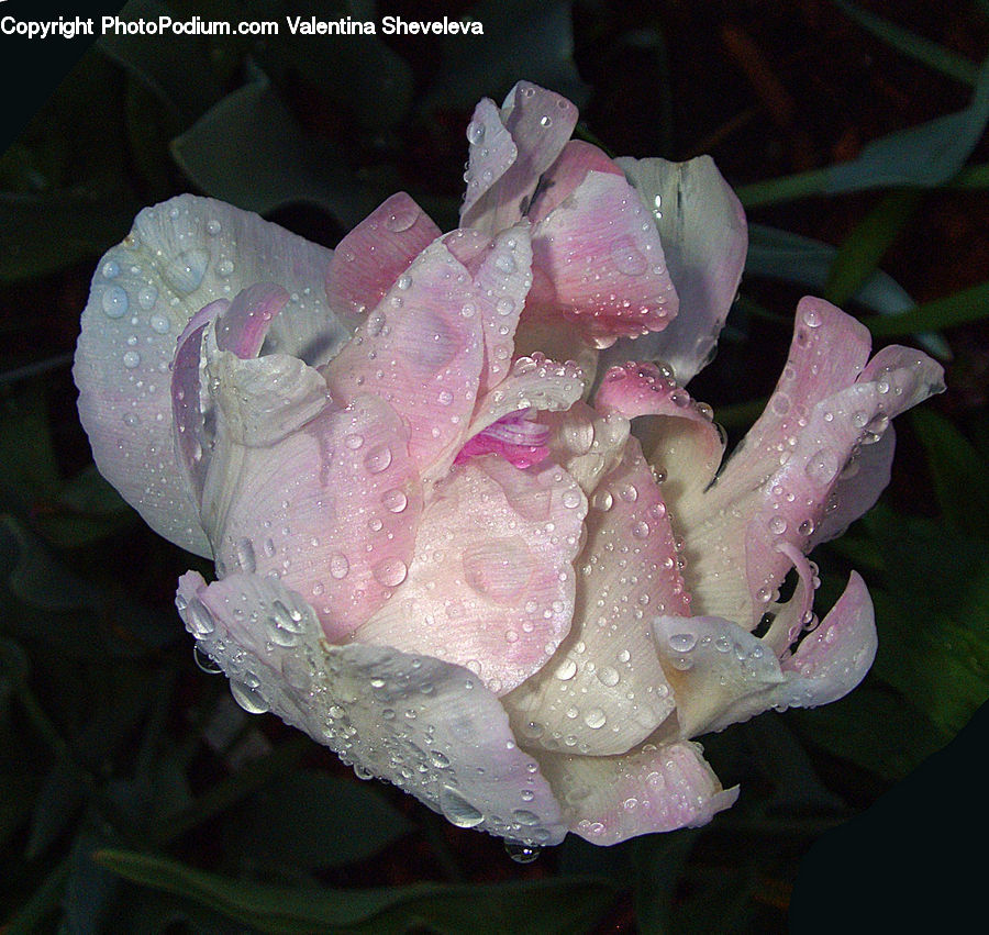 Flora, Flower, Gladiolus, Plant, Blossom, Peony, Crystal