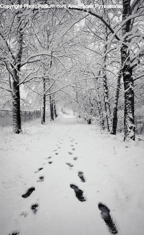 Ice, Outdoors, Snow, Plant, Tree, Forest, Vegetation