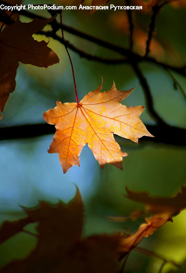 Maple, Maple Leaf, Plant, Tree, Wood, Leaf, Blossom