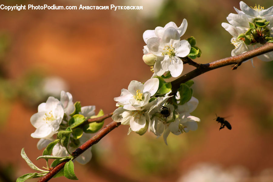 Blossom, Flora, Flower, Plant, Cherry Blossom, Pollen, Bud