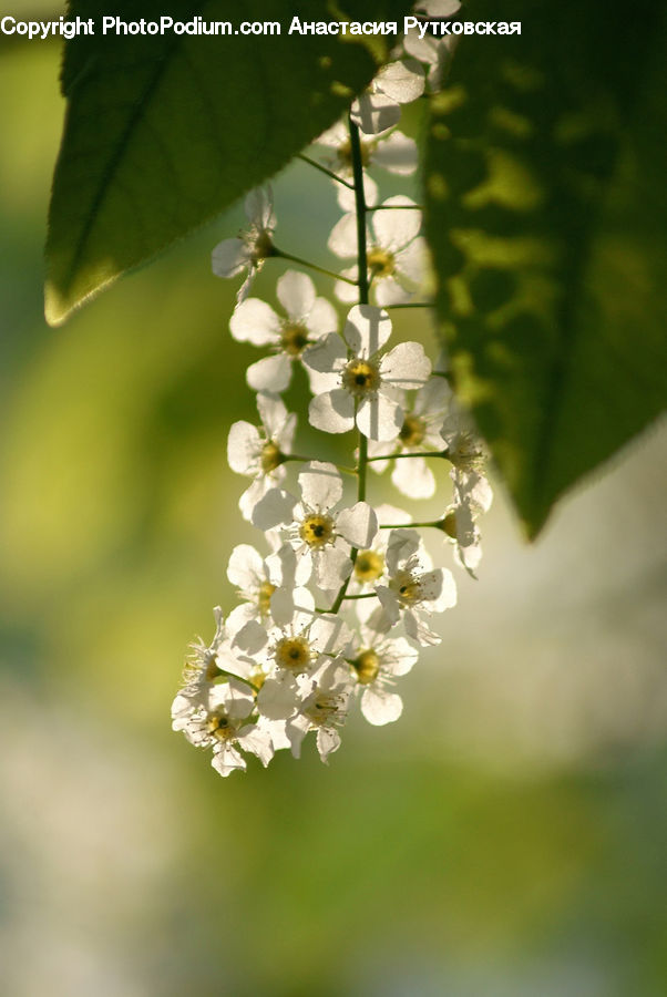 Blossom, Flora, Flower, Plant, Cherry Blossom