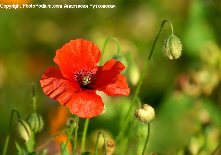 Blossom, Flora, Flower, Plant, Poppy, Bud, Geranium