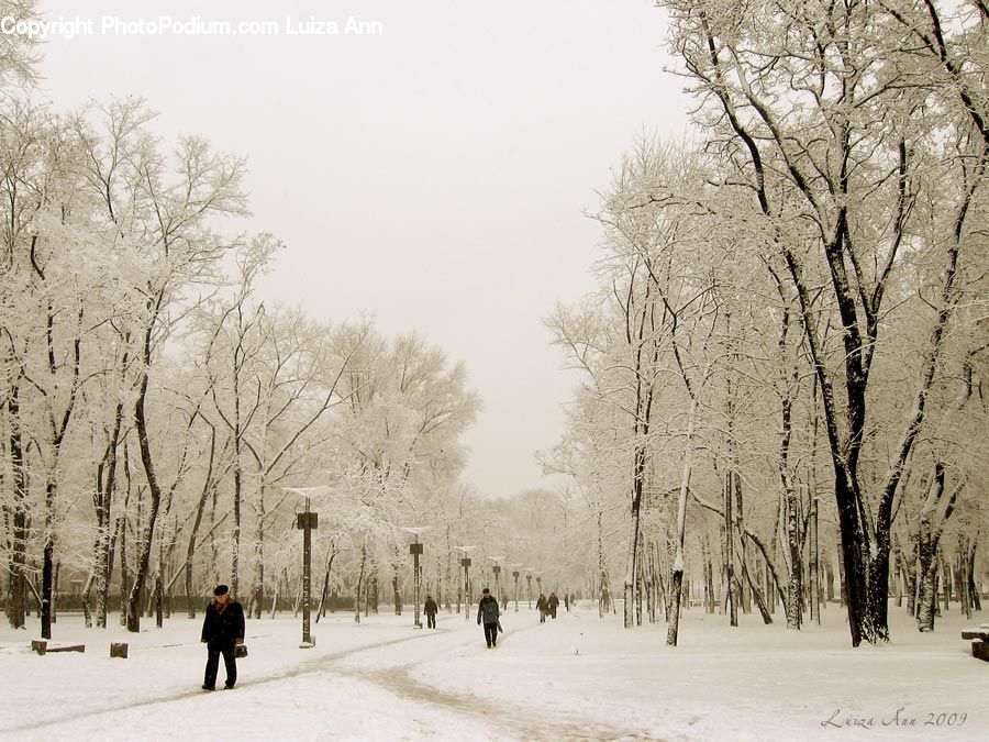 Ice, Outdoors, Snow, Landscape, Nature, Scenery, Plant