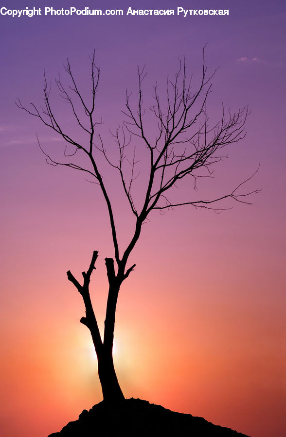 Dawn, Dusk, Sky, Sunrise, Sunset, Plant, Tree