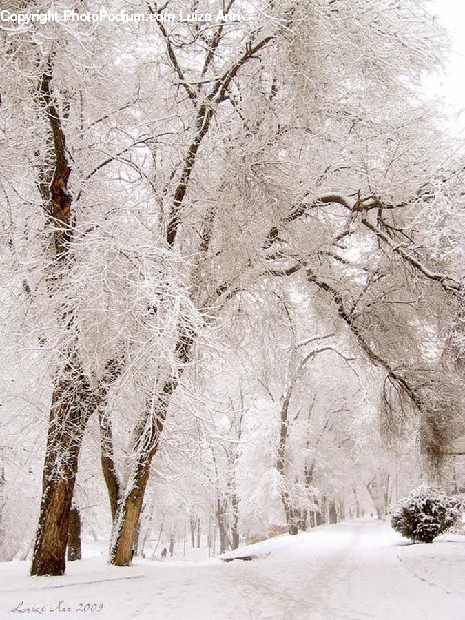 Ice, Outdoors, Snow, Birch, Tree, Wood, Plant