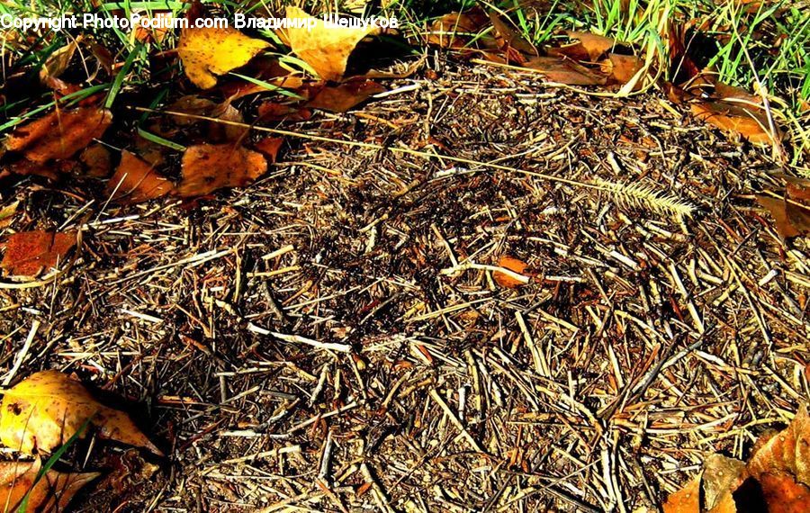 Ground, Soil, Bird, Robin, Agaric, Amanita, Fungus