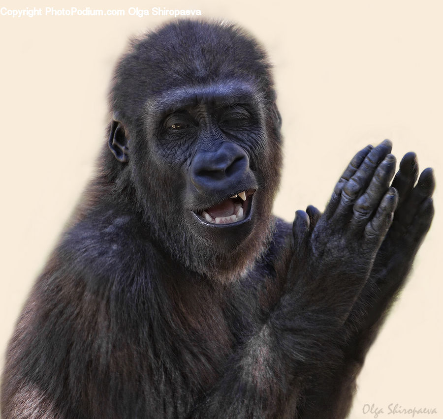 Animal, Mammal, Monkey, Ape