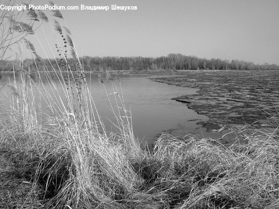 Grass, Plant, Reed, Frost, Ice, Outdoors, Snow