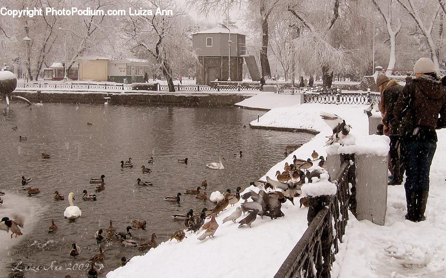 Bird, Goose, Waterfowl, Umbrella, Ice, Outdoors, Snow