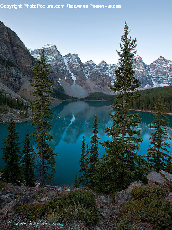 Arctic, Glacier, Ice, Mountain, Outdoors, Snow, Conifer