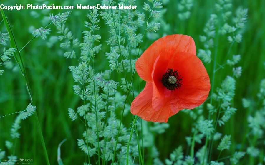 Blossom, Flora, Flower, Plant, Poppy, Field, Grass