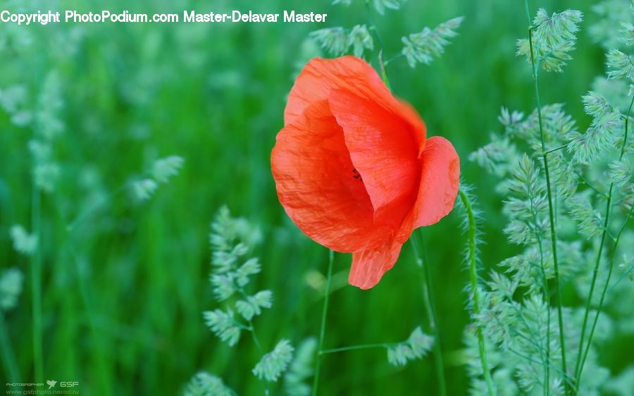 Blossom, Flora, Flower, Plant, Poppy, Geranium, Field