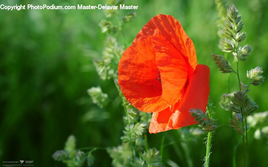 Blossom, Flora, Flower, Plant, Poppy, Geranium