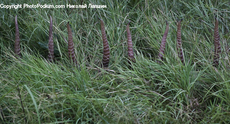 Field, Grass, Grassland, Plant, Blossom, Flora, Flower