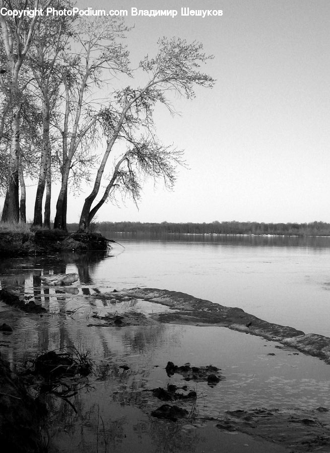 Plant, Tree, Land, Marsh, Outdoors, Swamp, Water