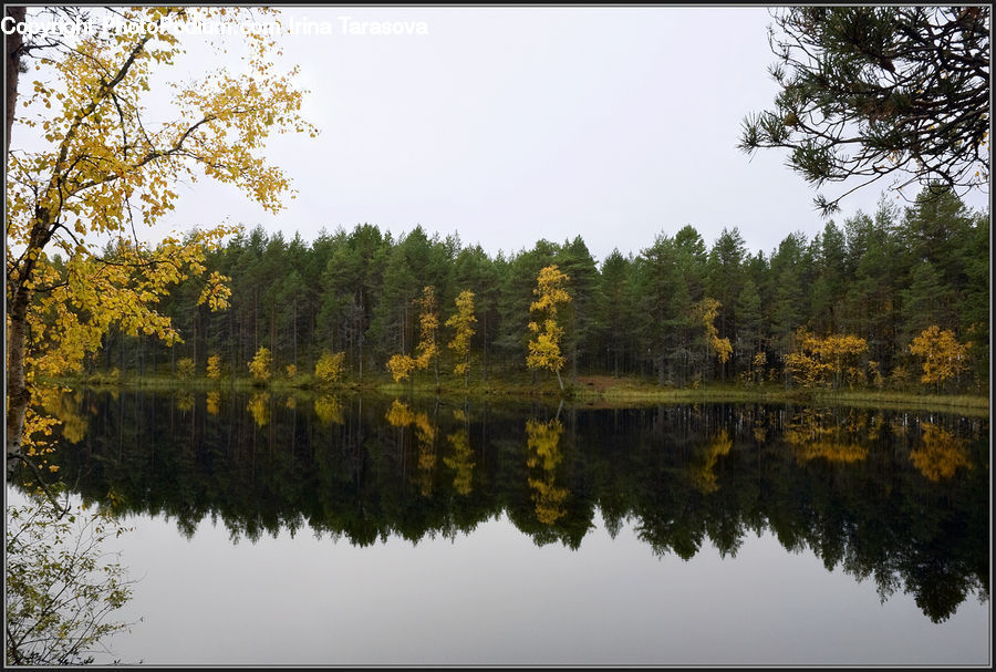 Conifer, Fir, Plant, Tree, Larch, Wood, Forest