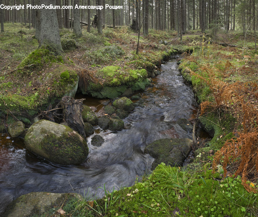 Creek, Outdoors, River, Water, Moss, Plant, Hole